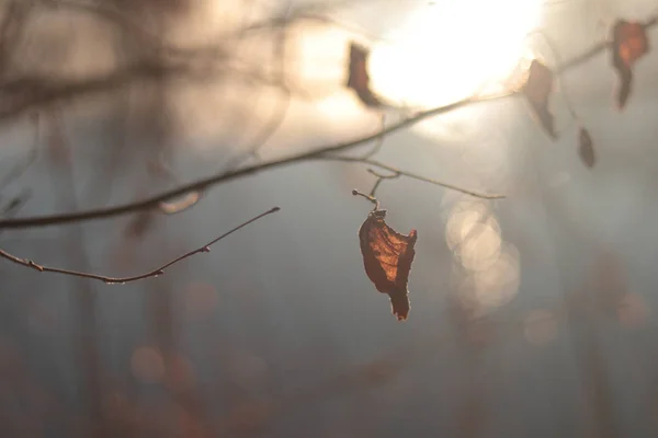 Feuille Automne Éclairée Par Lumière Soleil Forêt Fond Flou Vue — Photo