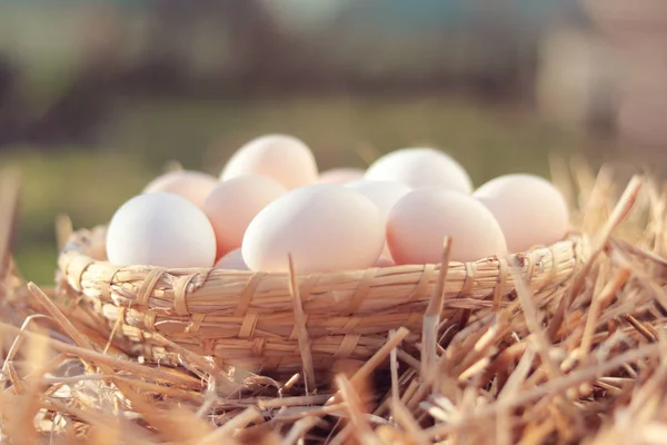 Biologische Eieren Rieten Mand Stro Sunshine Outdoor — Stockfoto