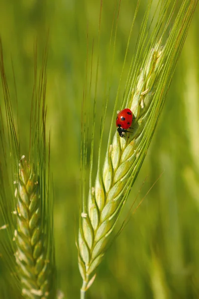 Tahıllarda kırmızı uğur böceği (triticale kulağında), mısır tarlası, yeşil arka plan