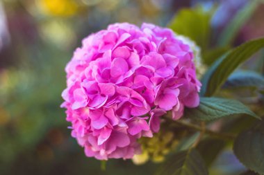 Bahçedeki pembe çiçek, yakın görüş, yeşil bulanık arkaplan