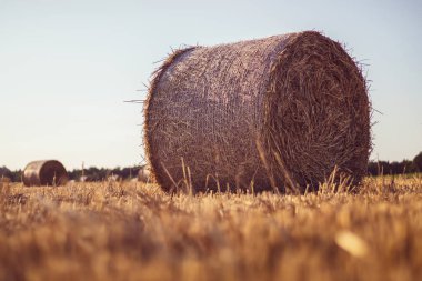 Bir stubble alanında saman balyası, arka planda bir orman, gün batımı, berrak gökyüzü, altın güneş ışığında manzara