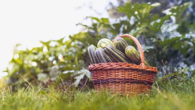 Kabak hasat - bir hasır sepet içinde kabak, bahçede çim, arka planda kabak yaprakları ve açık bir gökyüzü
