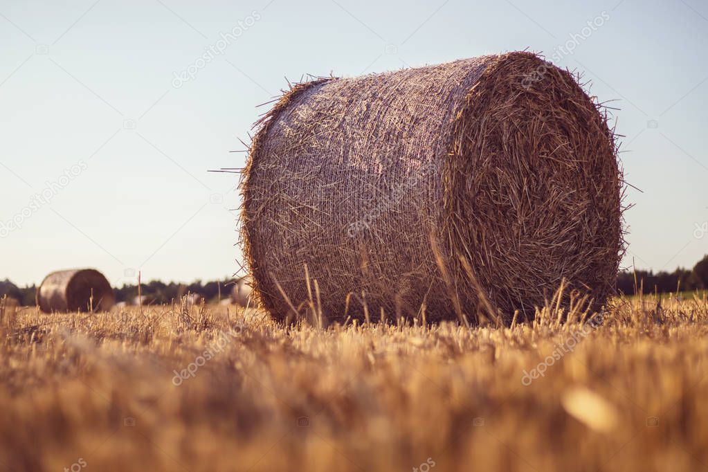 Straw bale on a stubble field, a forest in the background, sunset, clear sky, landscape in golden sunlight