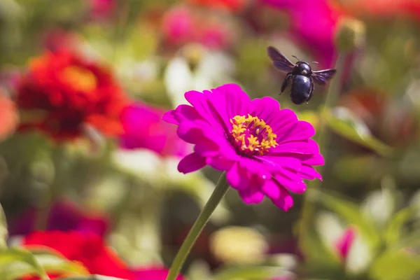 bee on flower - Carpenter bee flying over Zinnia flower, in the garden with red and pink flowers, close-up view, blurred background