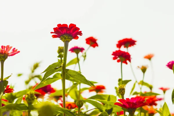 Red Zinnia flowers, in the garden with red flowers, close-up view, clear white sky background, red flowers isolated on white background