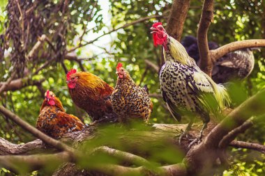 ağaç dallarında horoz ve hens ötme