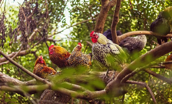 Coq Poules Sur Les Branches Des Arbres — Photo