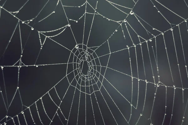Spinnweben Tropfen Morgentau Auf Einem Spinnennetz Nebel Verschwommener Hintergrund — Stockfoto