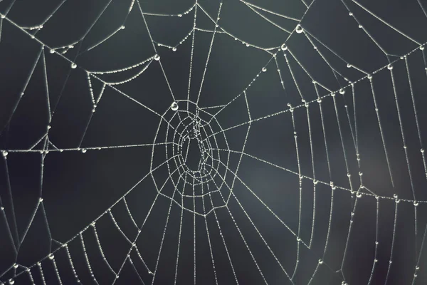 Telaraña Gotas Rocío Matutino Una Tela Araña Niebla Fondo Borroso — Foto de Stock