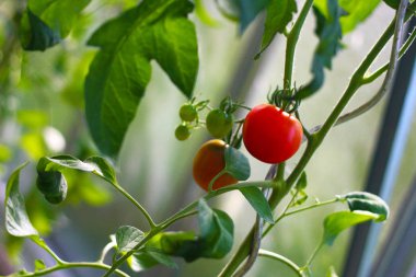 domates - olgun kırmızı ve olgunlaşmamış yeşil domates bir sera, yakın çekim görünümü, yeşil yaprakları etrafında yetiştirilen