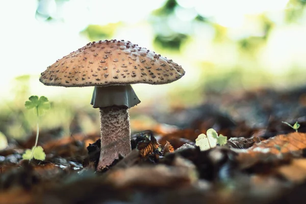 Svamp Skogen Blusher Amanita Rubescens Ätlig Svamp Löv Sidovy — Stockfoto