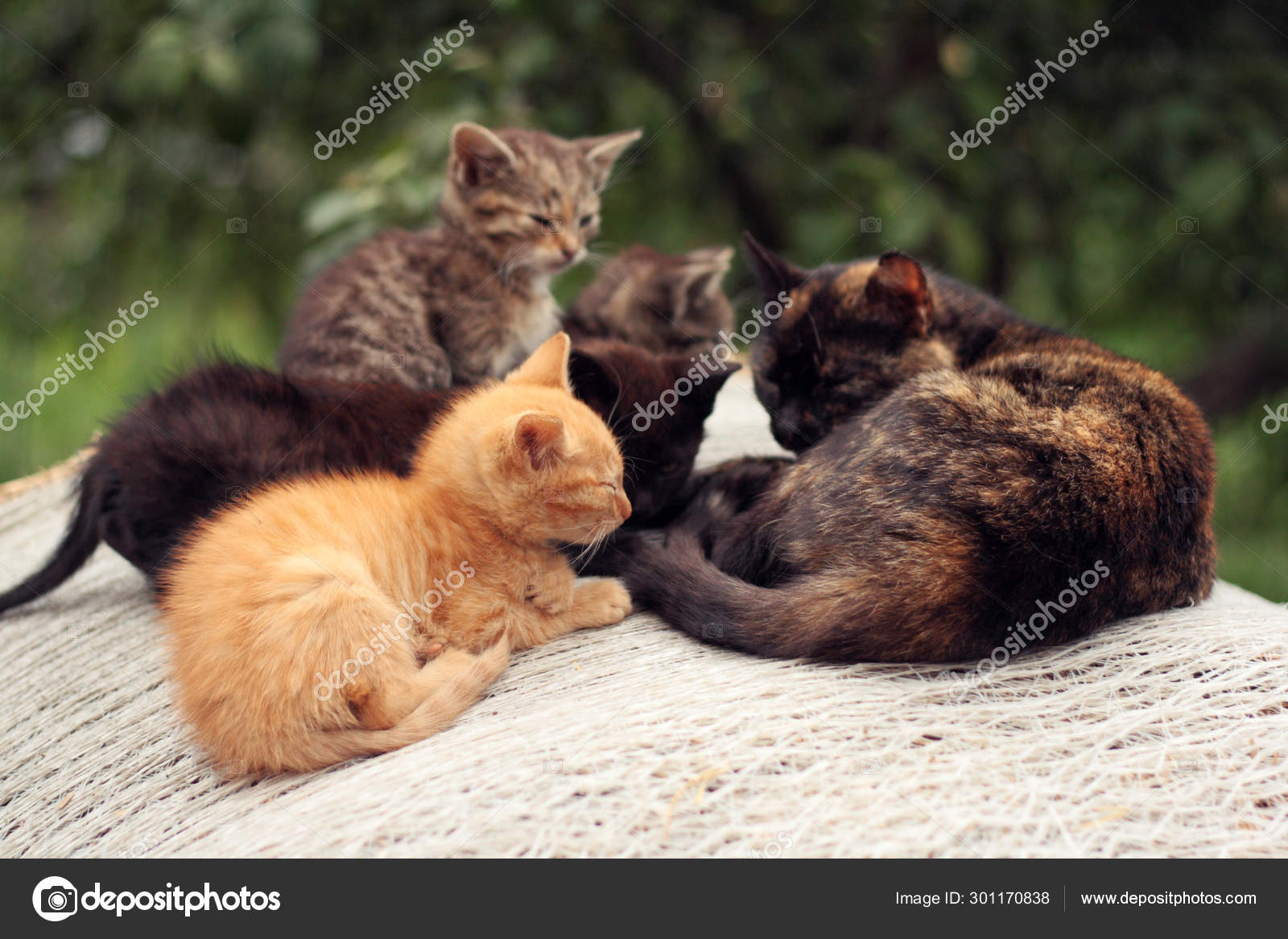 Cat Kittens Group Multicolored Kittens Ginger Black Tabby Mother