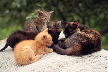 Kedi kedi - çok renkli kedi yavrusu grubu (zencefil, siyah ve tabby) ve annelerinin yalan ve bahçede saman bir balya üzerinde bir grup birlikte istirahat