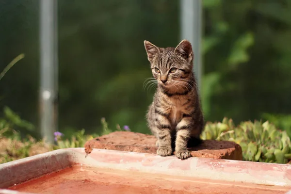 庭に座ってタビー子猫 水の近く 夏の晴れた日 背景の温室で — ストック写真