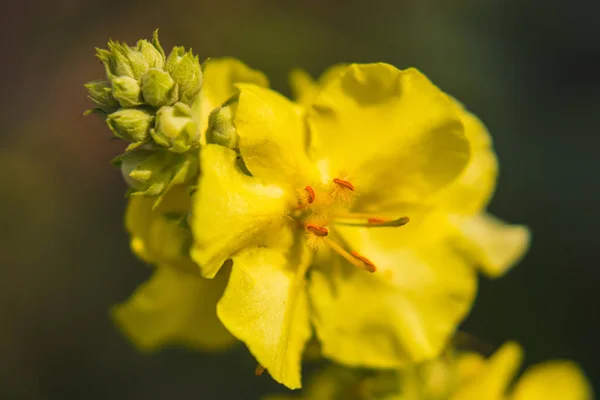 庭の黄色いVerbascum ムレイン クローズアップビュー ぼやけた背景 — ストック写真