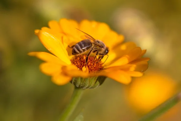Bee on flower - Honey bee on orange Marigold flower, in the garden, sunny summer day morning, blurred background