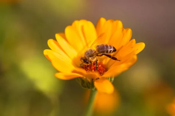 Bee on flower - Honey bee on orange Marigold flower, in the garden, sunny summer day morning, blurred background