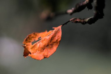 elma ağacı dalı üzerinde tek kırmızı sonbahar yaprağı, koyu bulanık arka plan, görünümü kapatın