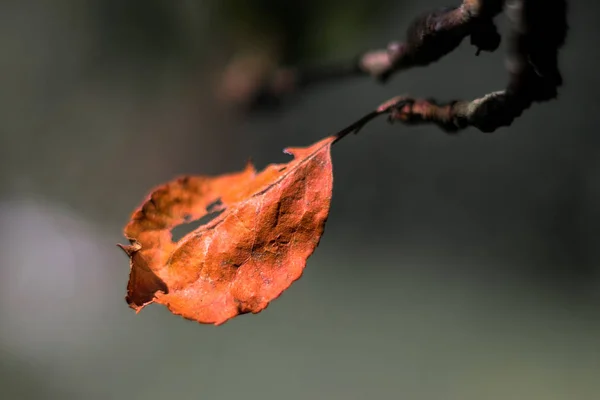 Folha Outono Vermelho Único Ramo Árvore Maçã Fundo Escuro Desfocado — Fotografia de Stock