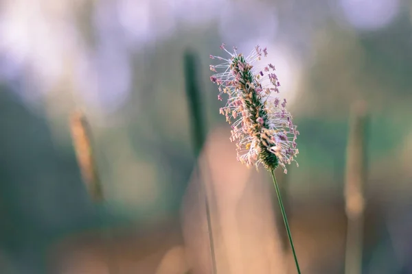 Blooming Timothy Grass Flower Phleum Pratense Timothy Meadow Cat Tail — Stock Photo, Image