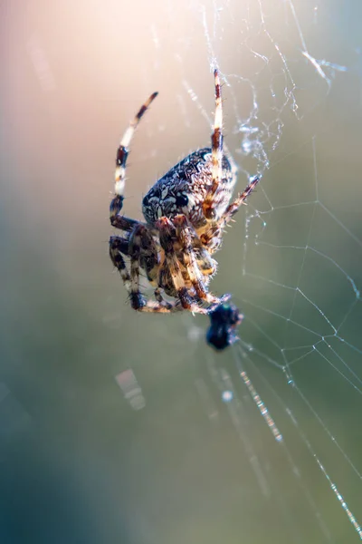 Spider Spider Web Caught Prey Close View — Stock Photo, Image