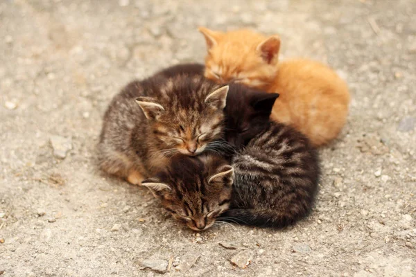 Four Differently Colored Kittens Sleeping Huddled Together — Stock Photo, Image