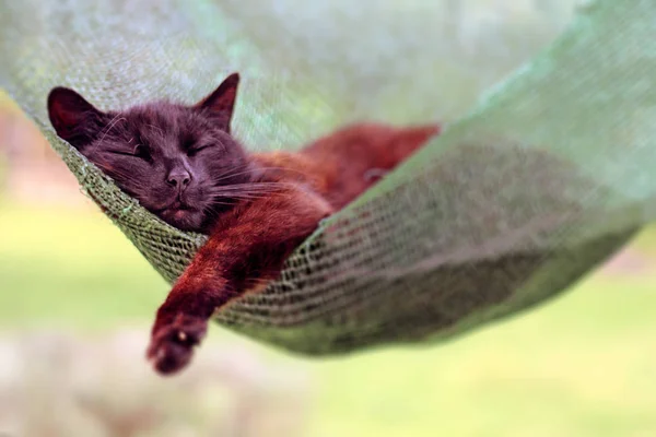 Black cat sleeping in a hammock - hanging in a green net