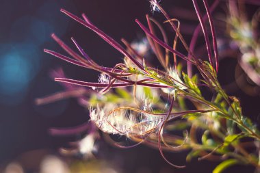 Epilobium parviflorum ( hoary willowherb, smallflower tüylü söğütherb ) - Tohum ve kabartma yakın görünümü