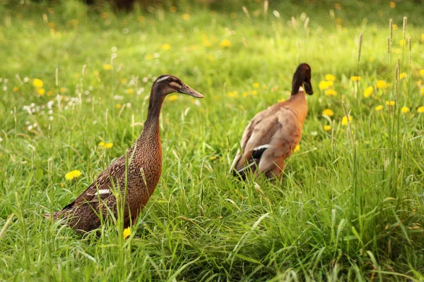 Indian Runner duck - couple of ducks (drake and female duck) on grass in the garden