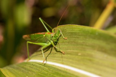 Bir yaprak üzerinde Çekirge - Büyük yeşil çalı kriket bir mısır yaprağı (Tettigonia viridissima yakın görünümü)
