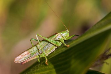 Bir yaprak üzerinde Çekirge - Büyük yeşil çalı kriket bir mısır yaprağı (Tettigonia viridissima yakın görünümü)