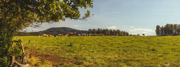 Beef cattle - herd of cows in the pasture in hilly landscape, grassy meadow in the foreground, trees and forests in the background, blue sky, clear sunny day