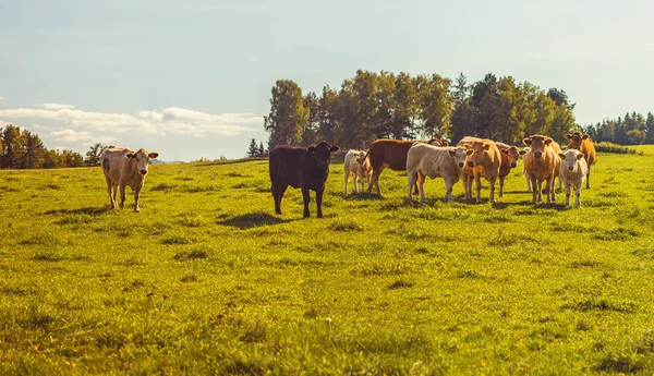 Beef cattle - herd of cows in the pasture in hilly landscape, grassy meadow in the foreground, trees and forests in the background, blue sky, clear sunny day