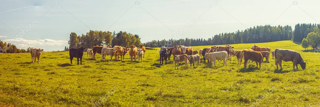 Beef cattle - herd of cows in the pasture in hilly landscape, grassy meadow in the foreground, trees and forests in the background, blue sky, clear sunny day