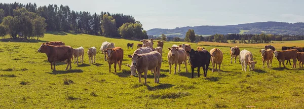 Beef cattle - herd of cows in the pasture in hilly landscape, grassy meadow in the foreground, trees and forests in the background, blue sky, clear sunny day