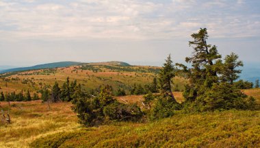 dağ sırtı Vysoka Hole, Korumalı peyzaj alanı Jeseniky, Çek Cumhuriyeti üzerinde ağaçlar