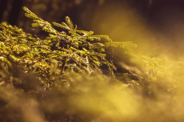 Pequeno Abeto Vista Perto Uma Árvore Verde Jovem Floresta Escura — Fotografia de Stock