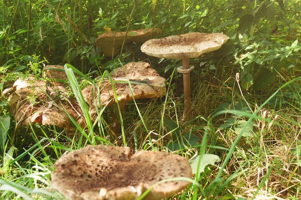 Champinjoner Gräs Macrolepiota Procera Parasol Mushroom Flera Stora Svampar Ängen — Stockfoto