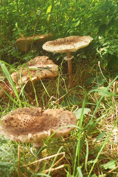 Champinjoner Gräs Macrolepiota Procera Parasol Mushroom Flera Stora Svampar Ängen — Stockfoto