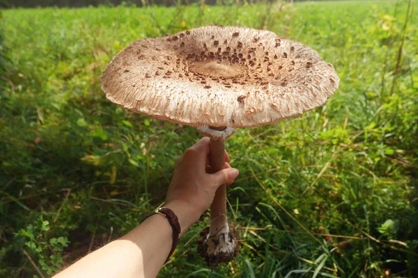 Big Mushroom Hand Macrolepiota Procera Parasol Mushroom Mushroom Large Parasol — Stock Photo, Image