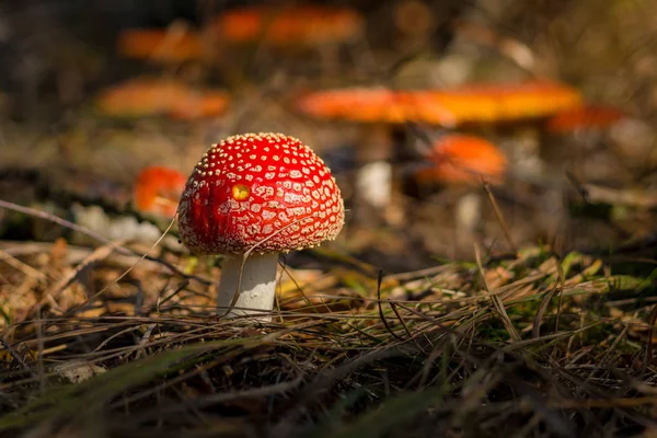 Amanita Muscaria Flugsvamp Närbild Ung Liten Svamp Skogen Bakgrunden Fler — Stockfoto