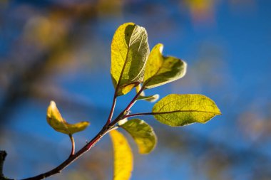Ağaçta sonbahar yaprakları - küçük sonbahar sarı yaprakları elma dalında, mavi gökyüzü