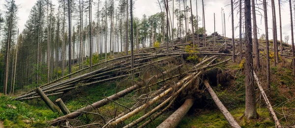 Alberi Sradicati Alberi Rotti Caduti Abeti Rossi Nella Foresta Dopo — Foto Stock