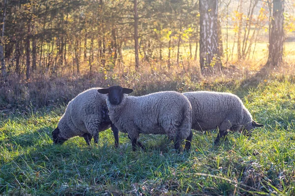 sheep on pasture - small flock of sheep on meadow near forest, sunset