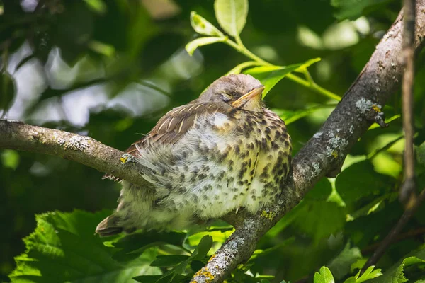 Fieldfare Jeden Młody Ptaszek Gałęzi Drzewa Śpi — Zdjęcie stockowe