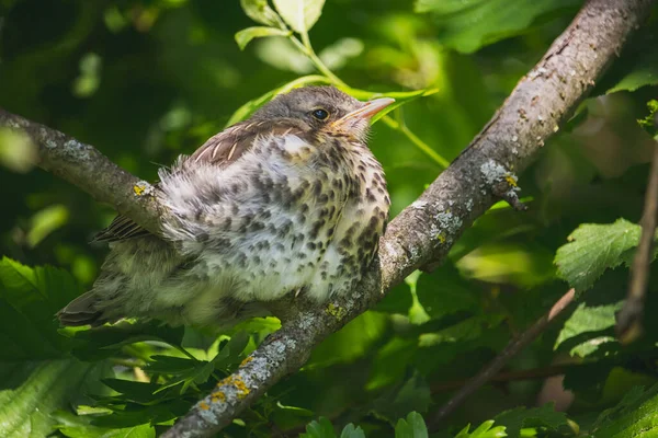 Fieldfare One Young Small Bird Branch Tree — Stock Photo, Image