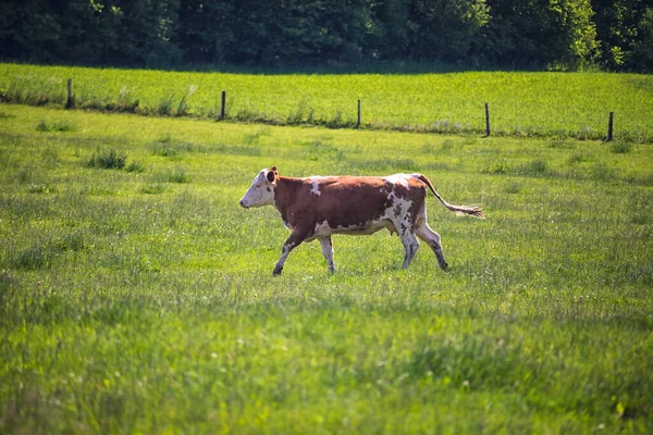 Jedna kráva na pastvině — Stock fotografie