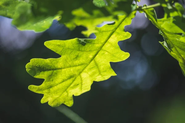 Green oak leaf illuminated by the sun — Stock Image Green oak leaf illuminated by the sun Stock Picture