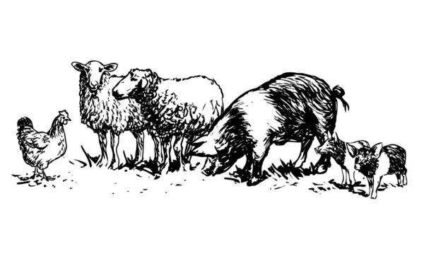 Набор Сельскохозяйственных Животных Ручные Рисунки Вектор — стоковый вектор