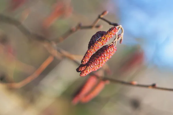 catkins - red alder catkins, close up view